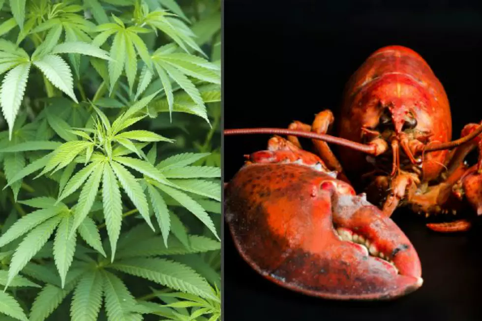 State Says Maine Restaurant Cannot Sedate Lobsters With Pot