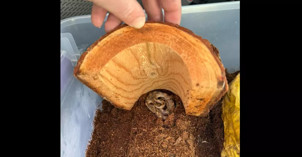 Yikes! Venomous Snake Found in Bananas at NH Market Basket
