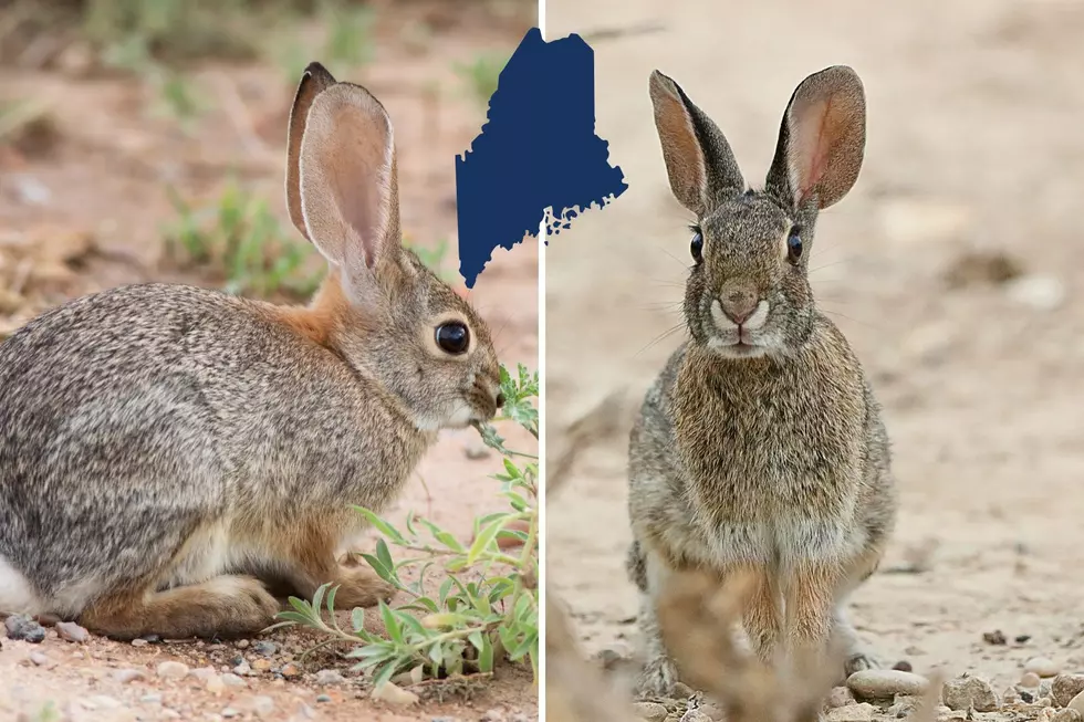 The Hidden Struggle Behind Maine’s Adorable Rabbits