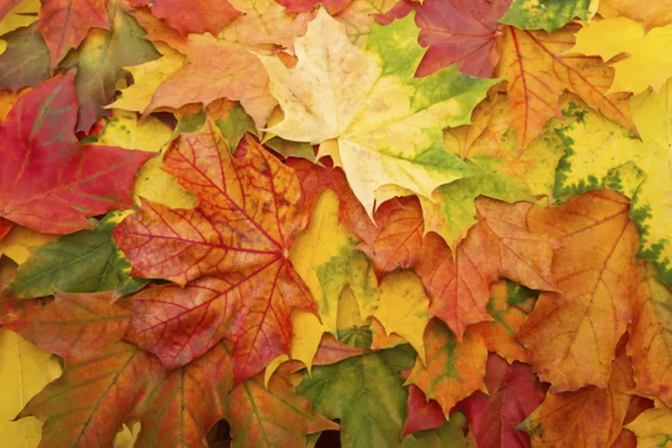 Why Science Says You Shouldn’t Rake Fallen Leaves
