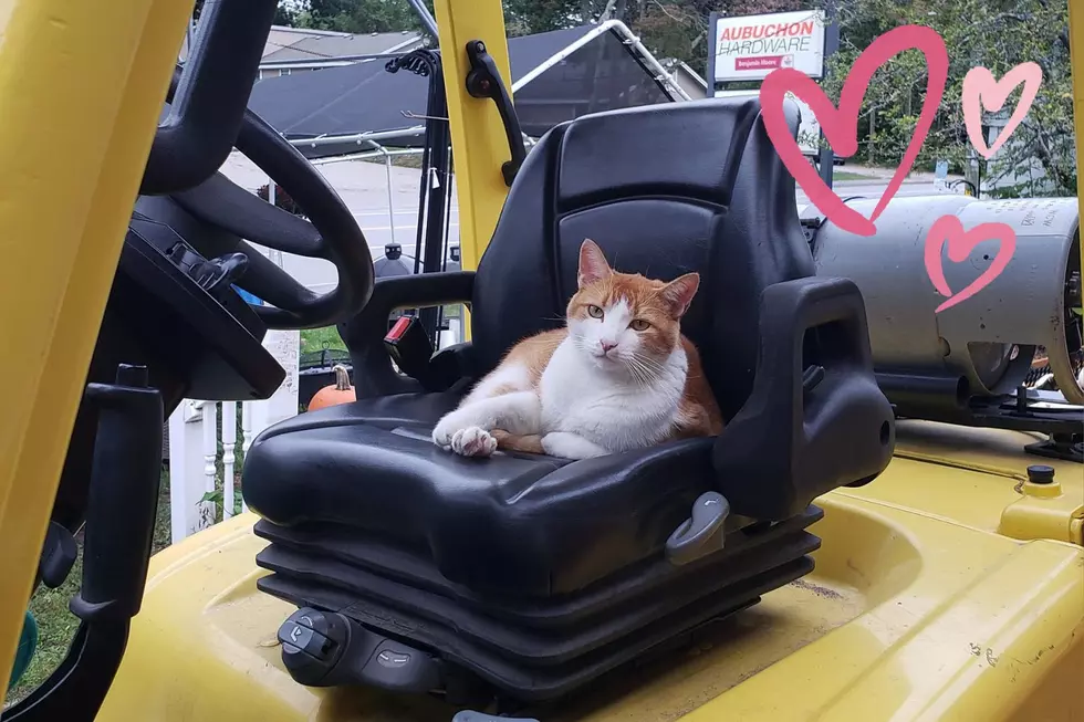 Newmarket, NH, Business Needs Help Finding Their New Store Cat