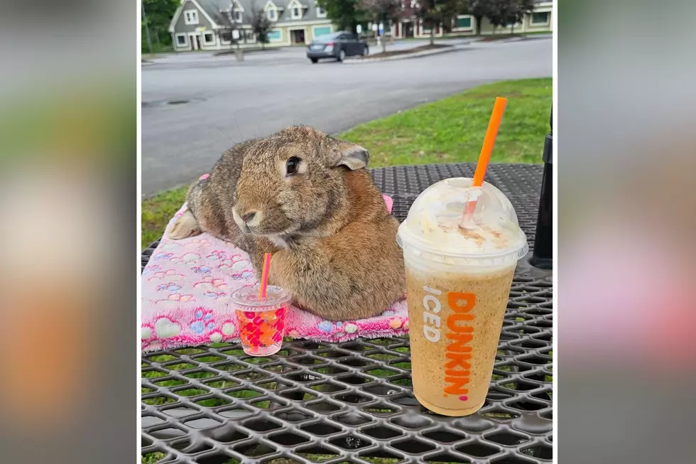 Weare, NH, Bunny Needs to Be New Spokesperson for Dunkin'