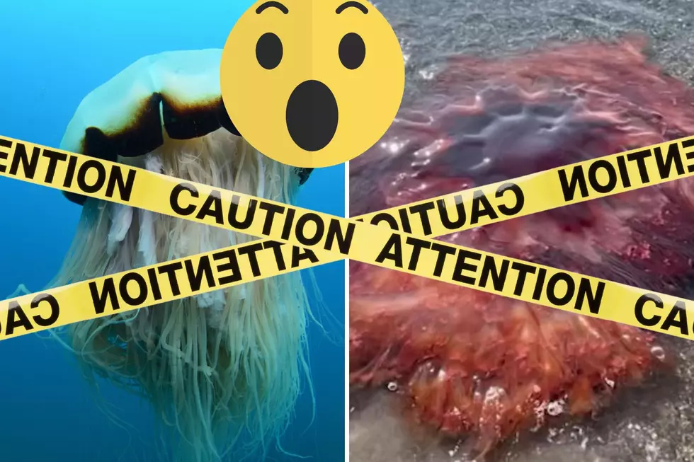 Venomous, 5-Foot-Wide Jelly Fish on Maine’s Shore Causes Warning Issued to All Beach Goers